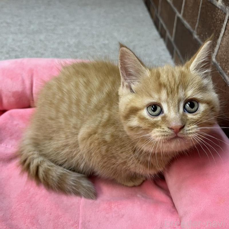 販売中の東京都のマンチカン-133923の3枚目