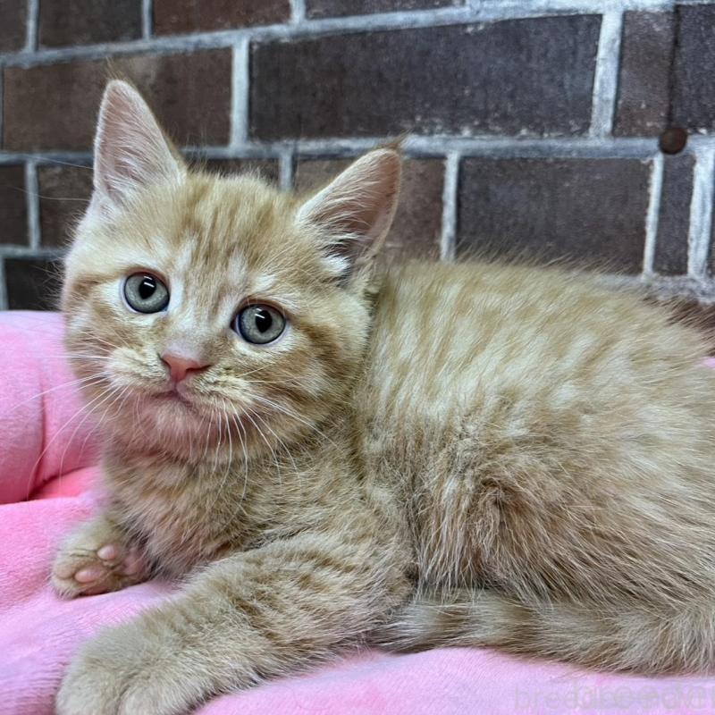 販売中の東京都のマンチカン-133923の2枚目