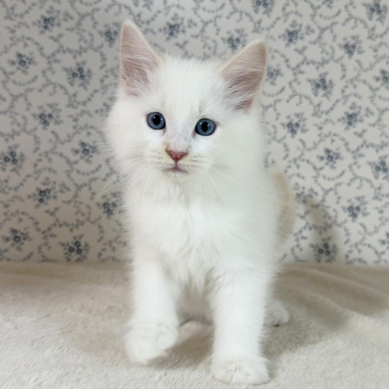 販売中の茨城県のサイベリアン-133924の8枚目