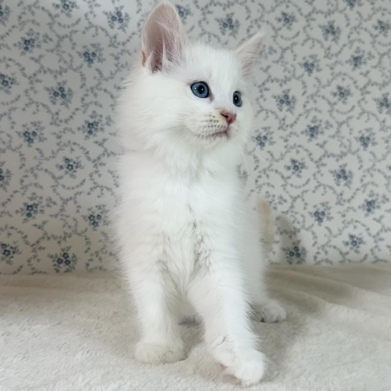 販売中の茨城県のサイベリアン-133924の7枚目