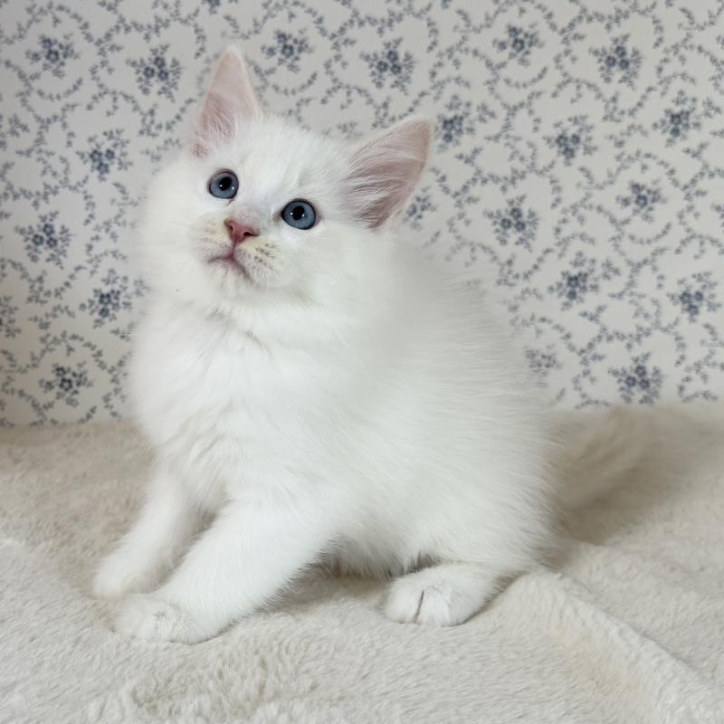 販売中の茨城県のサイベリアン-133924の6枚目