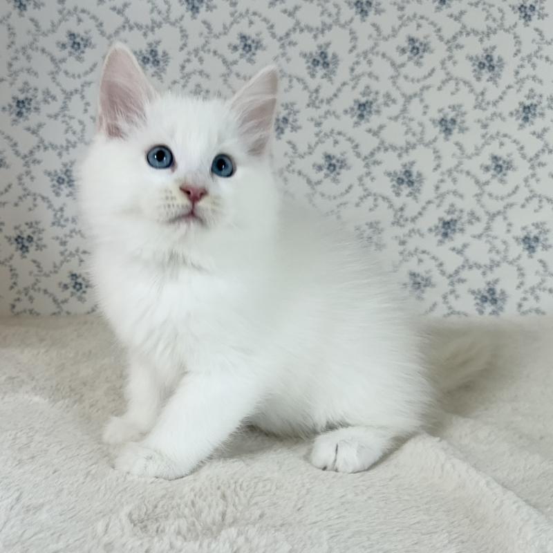 販売中の茨城県のサイベリアン-133924の5枚目