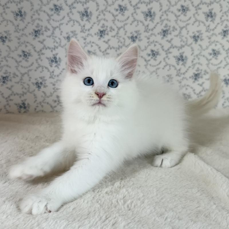 販売中の茨城県のサイベリアン-133924の3枚目