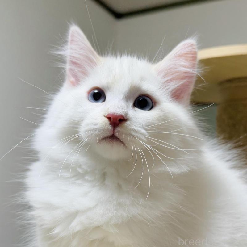 販売中の茨城県のサイベリアン-133924の1枚目