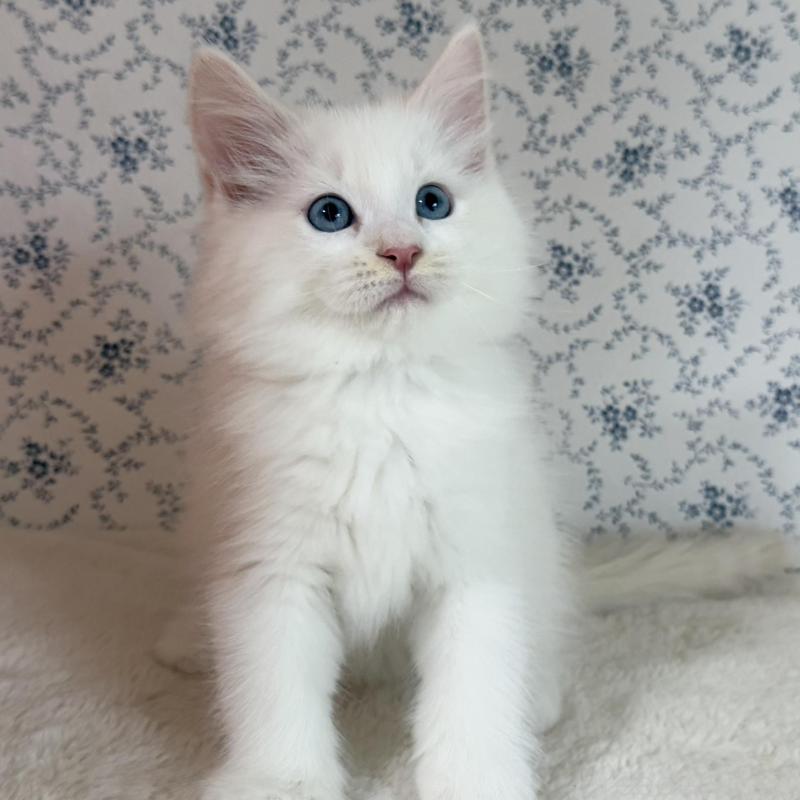 販売中の茨城県のサイベリアン-133924の2枚目