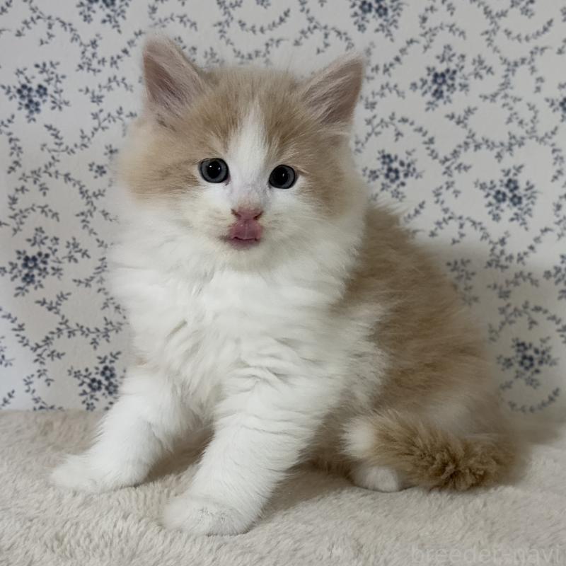 販売中の茨城県のサイベリアン-133925の7枚目