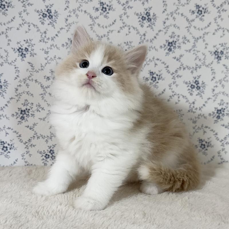 販売中の茨城県のサイベリアン-133925の6枚目