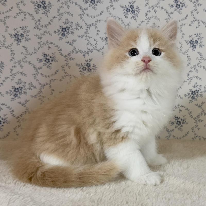 販売中の茨城県のサイベリアン-133925の4枚目