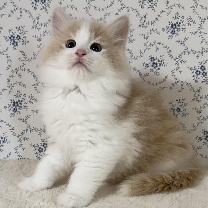 販売中の茨城県のサイベリアン-133925の2枚目