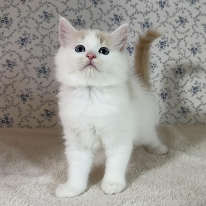 販売中の茨城県のサイベリアン-133926の6枚目