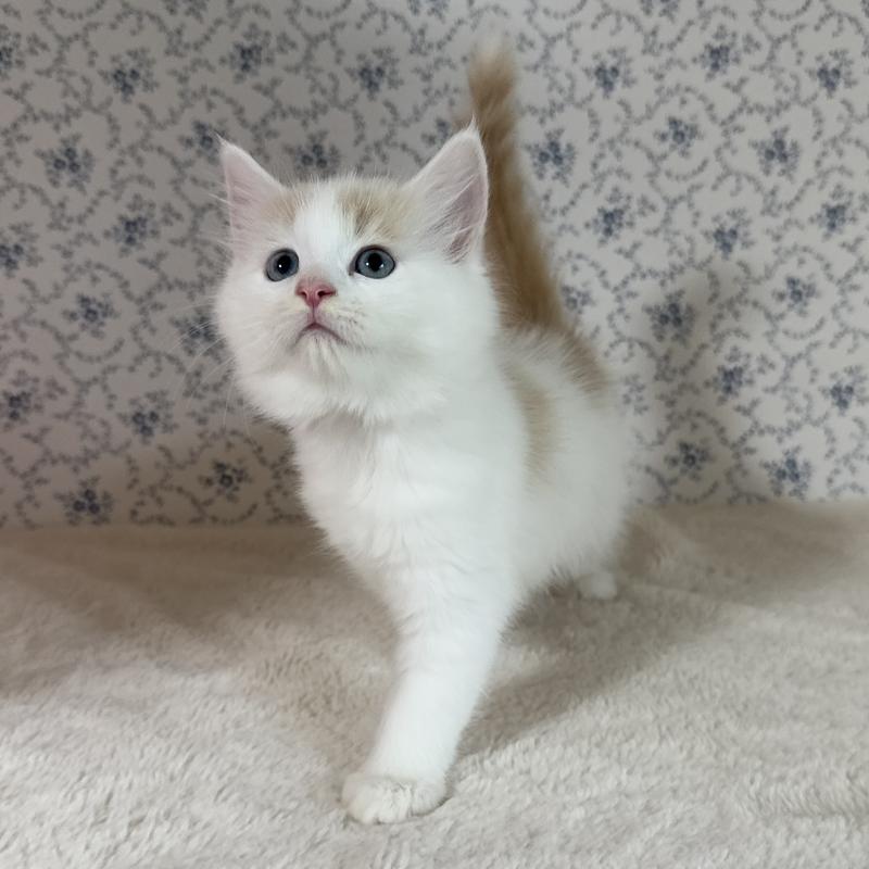 販売中の茨城県のサイベリアン-133926の5枚目