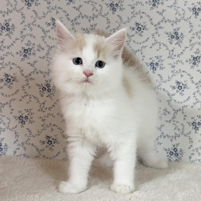 販売中の茨城県のサイベリアン-133926