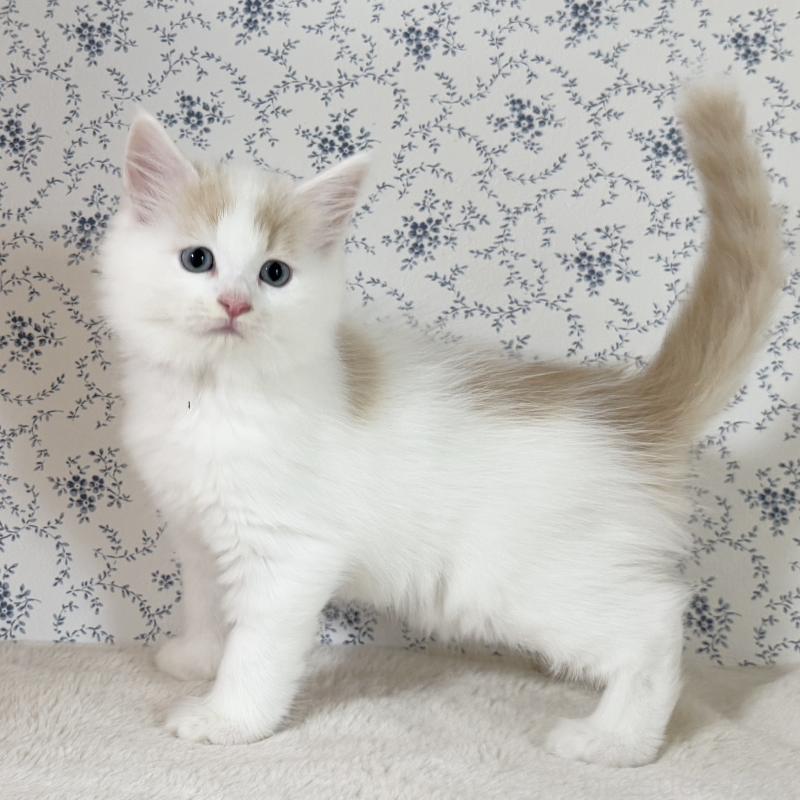 販売中の茨城県のサイベリアン-133926の4枚目