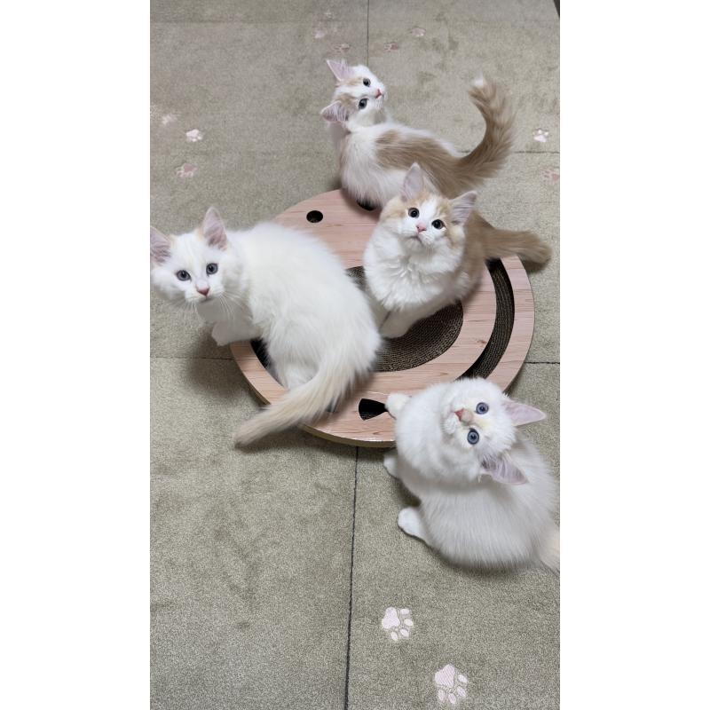 販売中の茨城県のサイベリアン-133926の3枚目