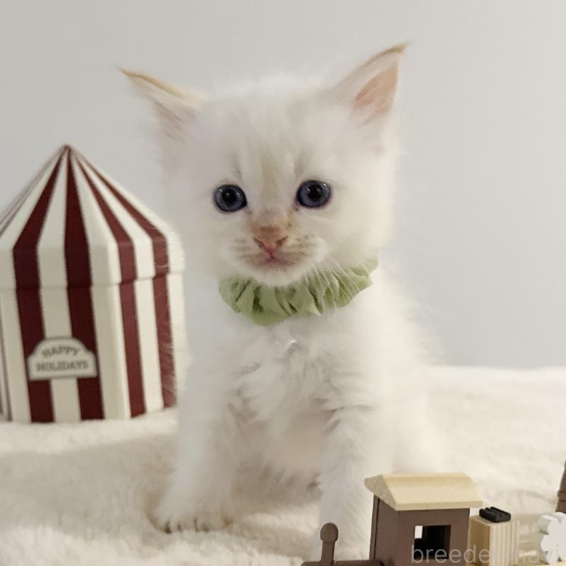 販売中の茨城県のサイベリアン-133927