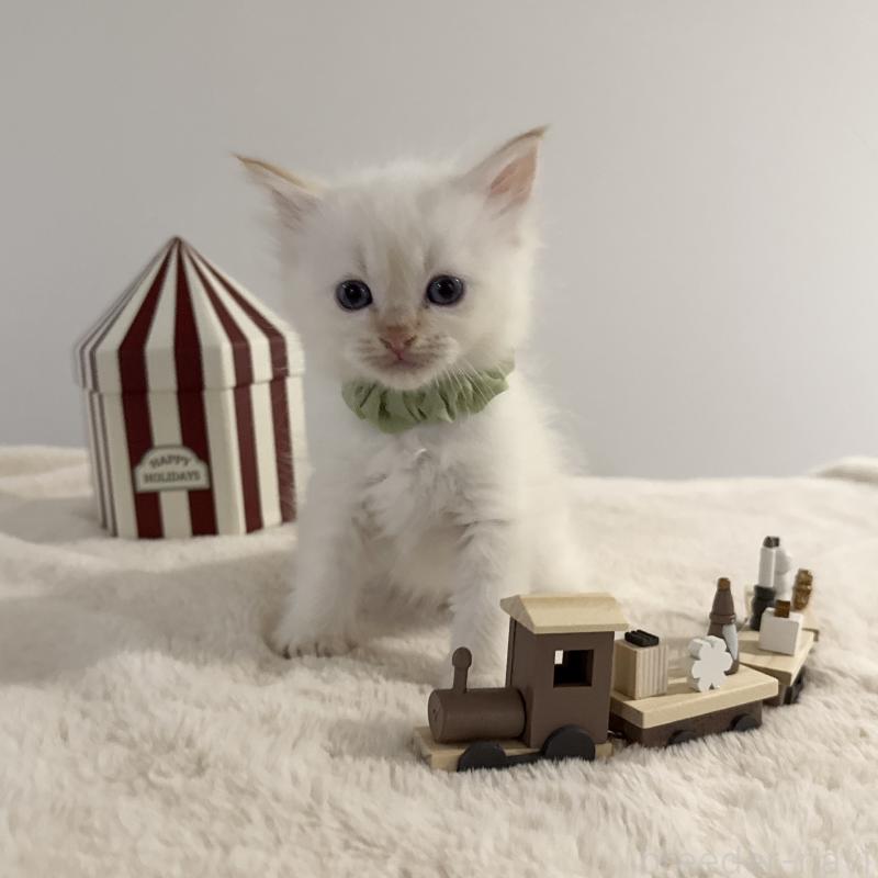 販売中の茨城県のサイベリアン-133927の6枚目