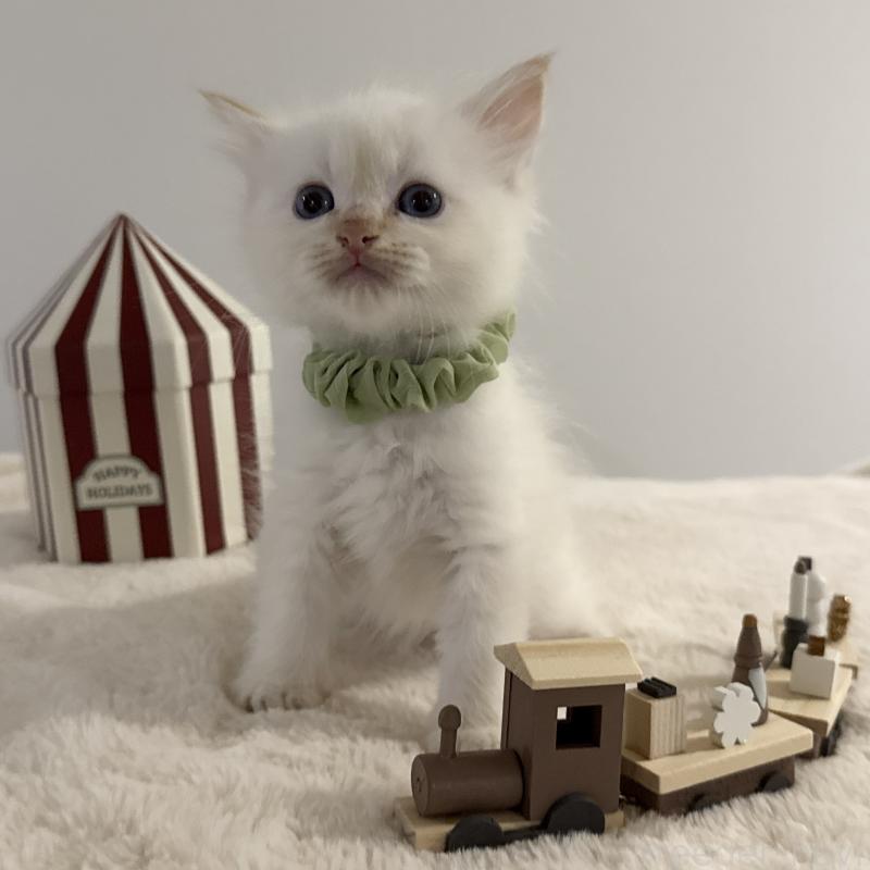 販売中の茨城県のサイベリアン-133927の5枚目