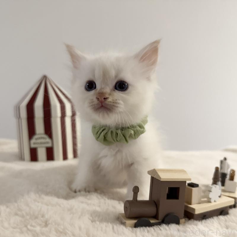 販売中の茨城県のサイベリアン-133927の4枚目