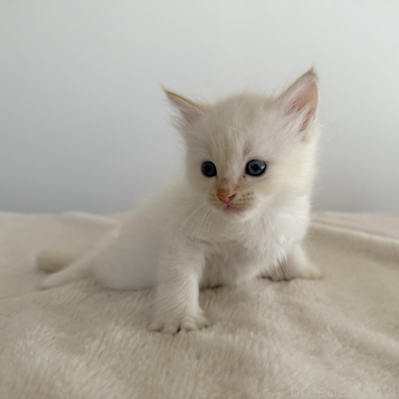 販売中の茨城県のサイベリアン-133927の3枚目