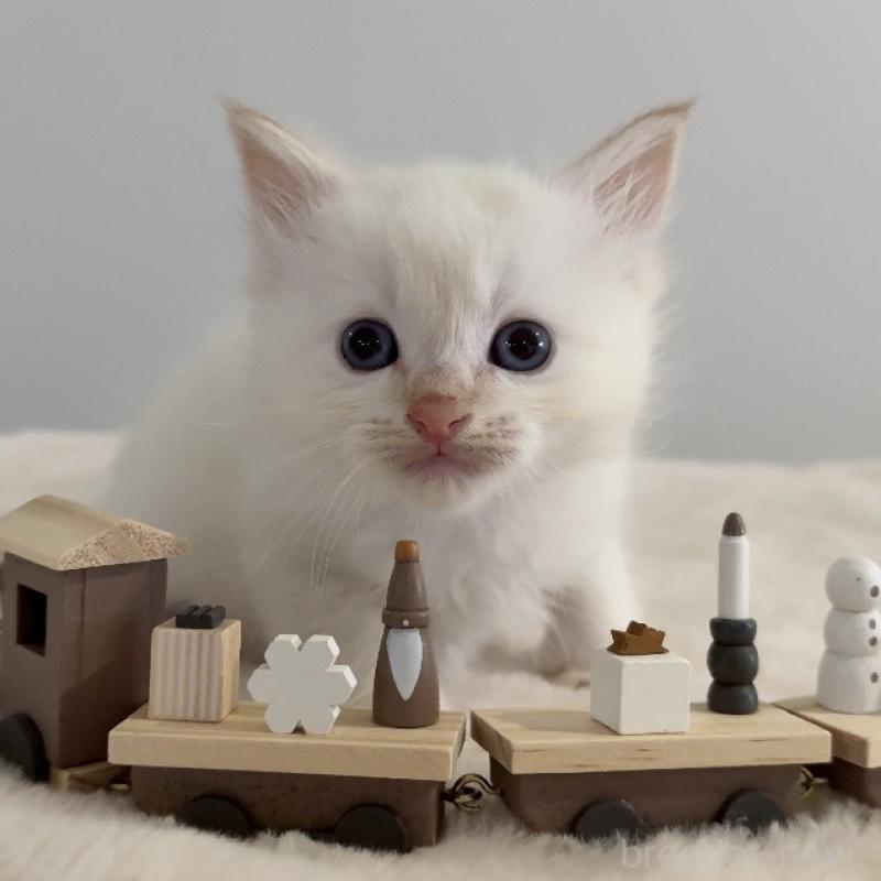 販売中の茨城県のサイベリアン-133927の2枚目