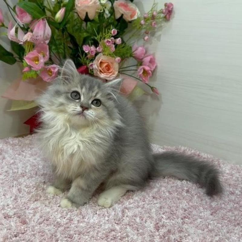 販売中の東京都のラガマフィン-133928の6枚目