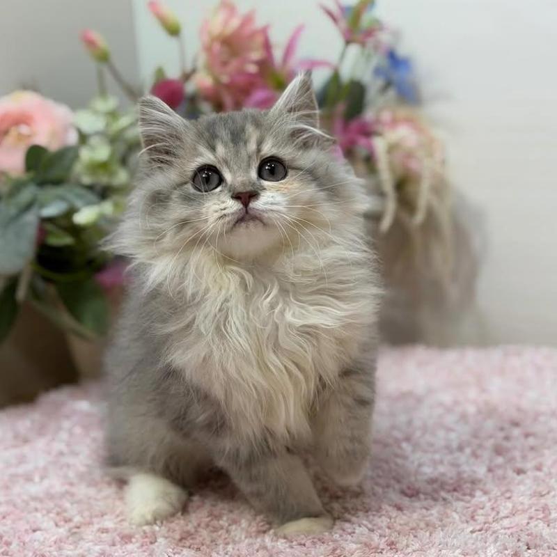 販売中の東京都のラガマフィン-133928の2枚目