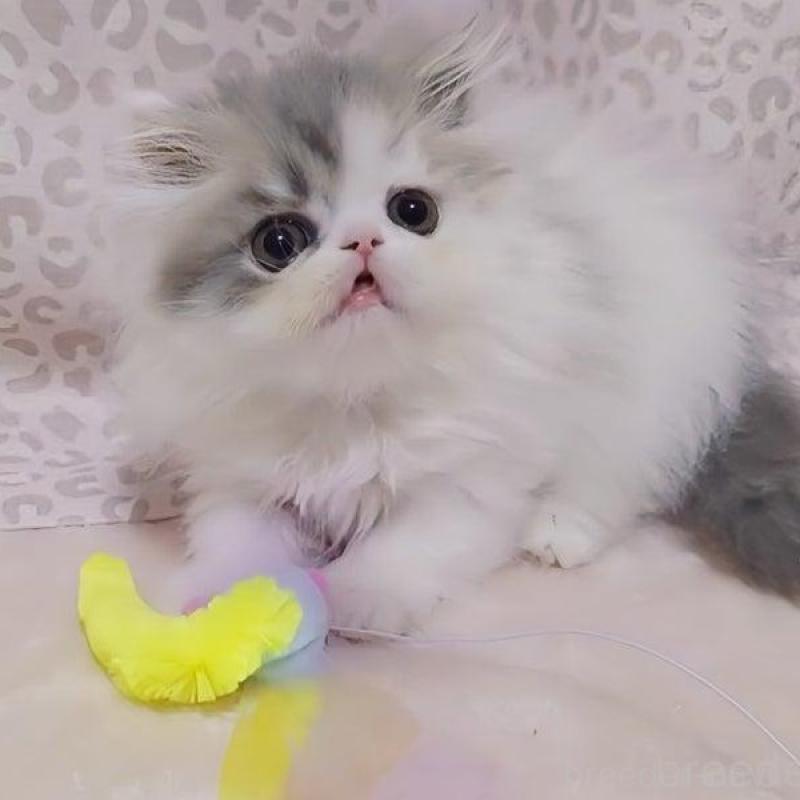 販売中の愛媛県のミヌエット(短足)-133929の5枚目