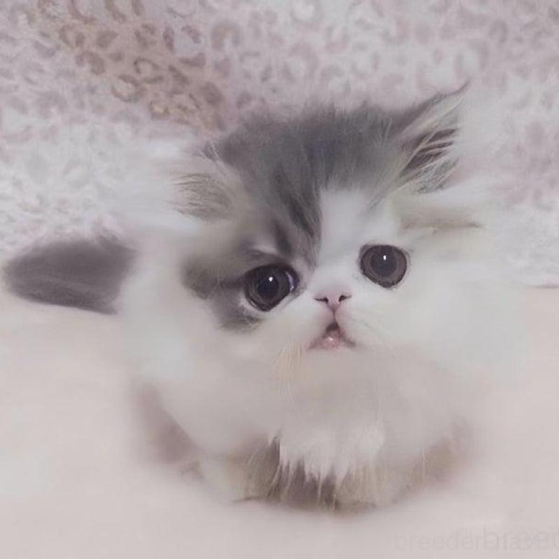 販売中の愛媛県のミヌエット(短足)-133929の1枚目