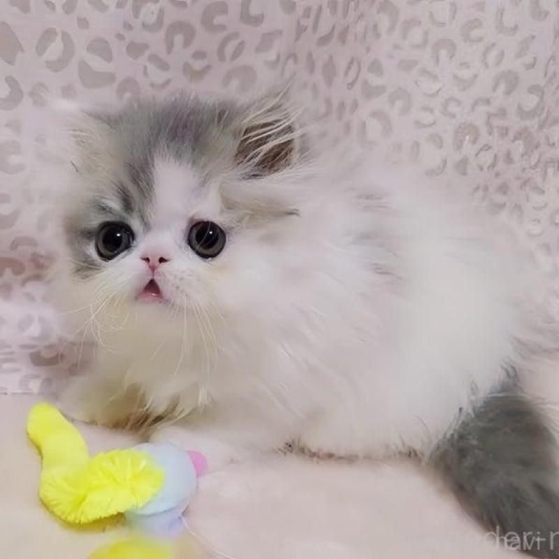 販売中の愛媛県のミヌエット(短足)-133929の4枚目