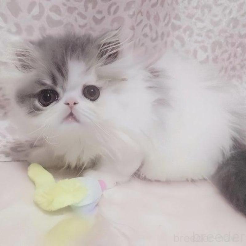 販売中の愛媛県のミヌエット(短足)-133929の3枚目