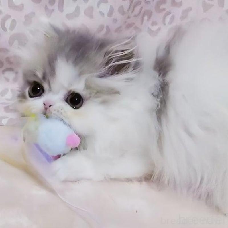 販売中の愛媛県のミヌエット(短足)-133929の2枚目