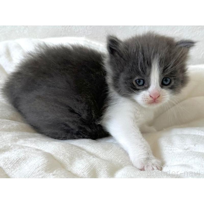 販売中の千葉県のラガマフィン-133930の6枚目