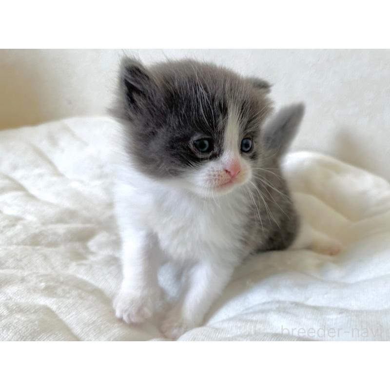 販売中の千葉県のラガマフィン-133930の5枚目