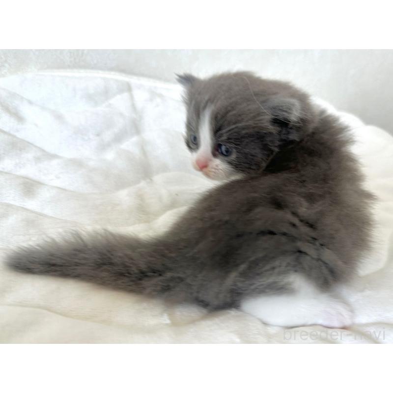 販売中の千葉県のラガマフィン-133930の4枚目