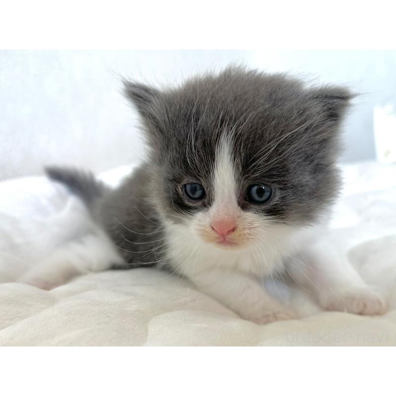 販売中の千葉県のラガマフィン-133930の2枚目