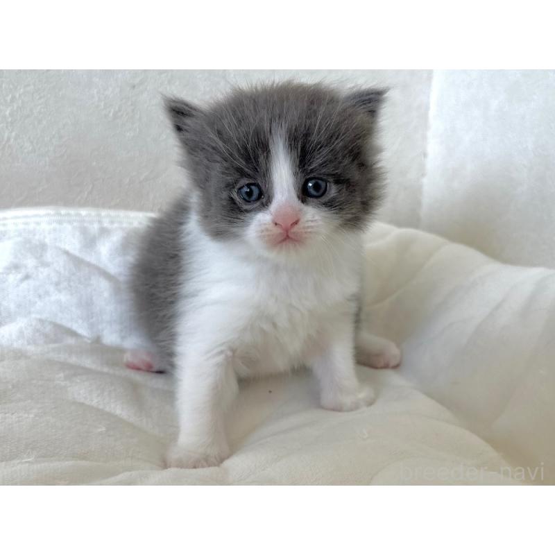 販売中の千葉県のラガマフィン-133930の3枚目