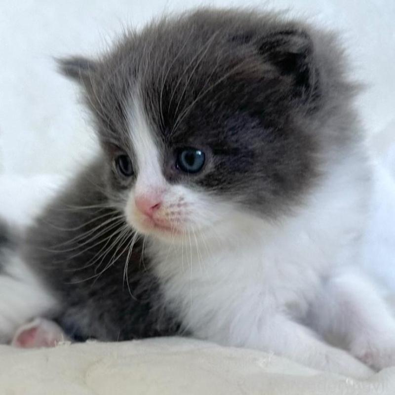 販売中の千葉県のラガマフィン-133930