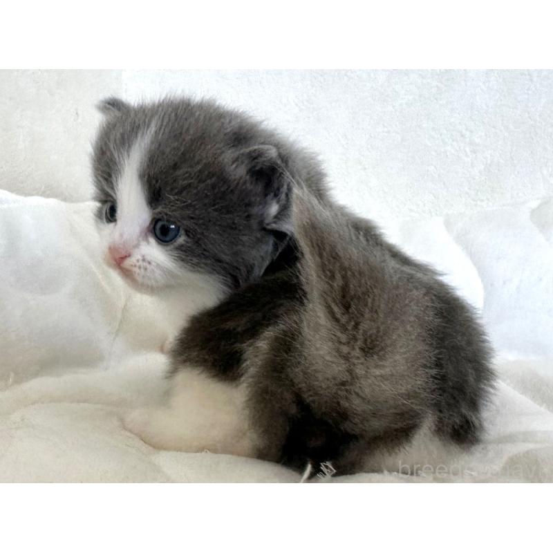 販売中の千葉県のラガマフィン-133931の6枚目