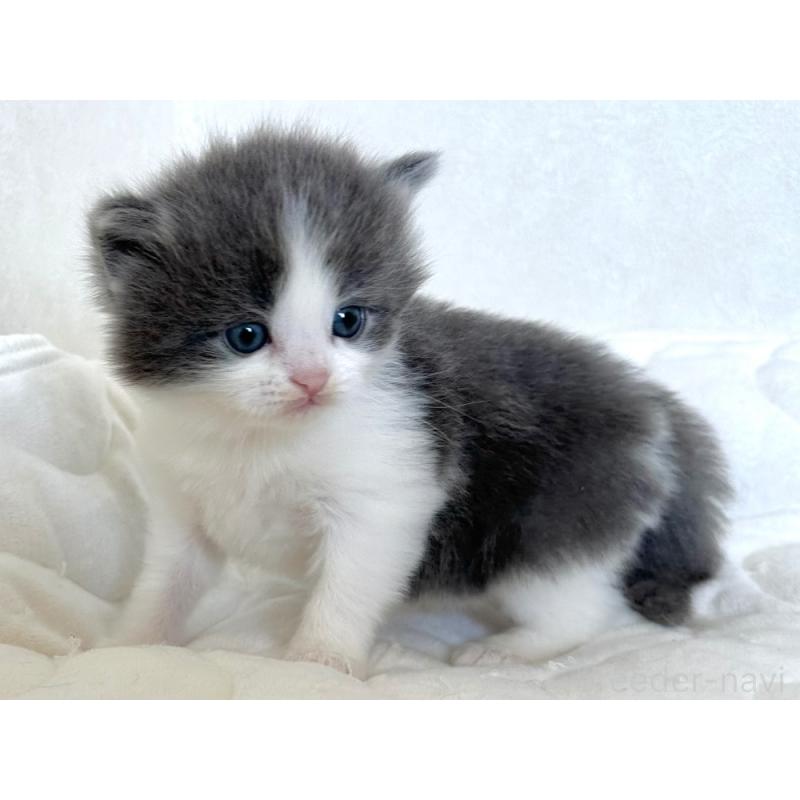 販売中の千葉県のラガマフィン-133931の5枚目