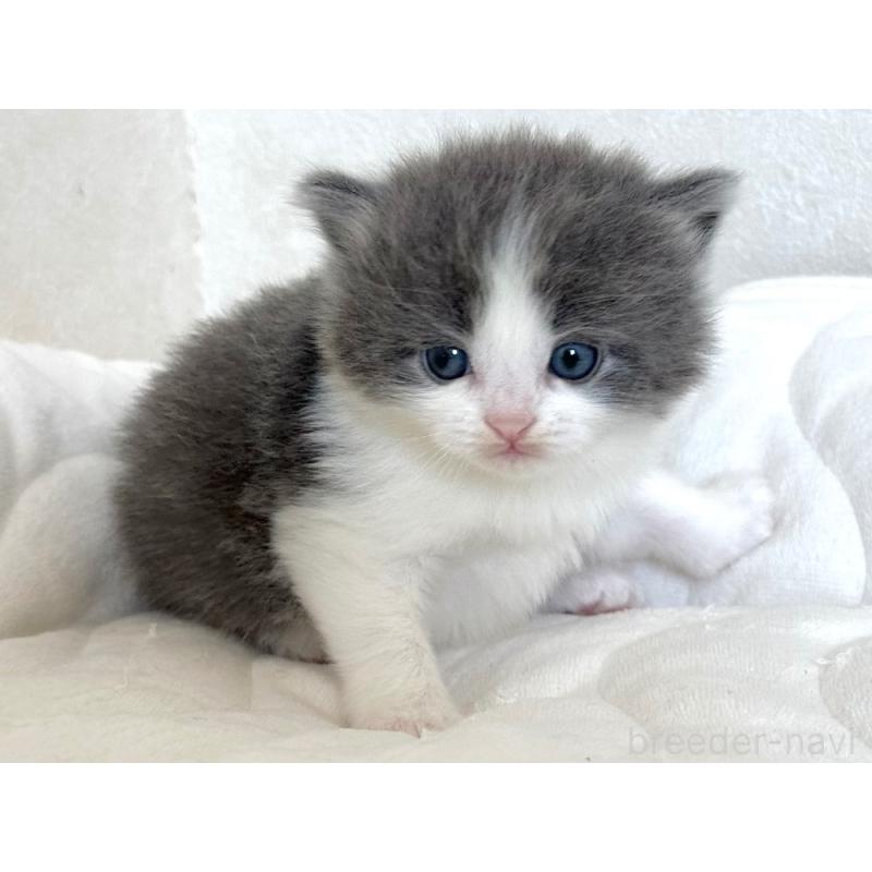 販売中の千葉県のラガマフィン-133931の4枚目