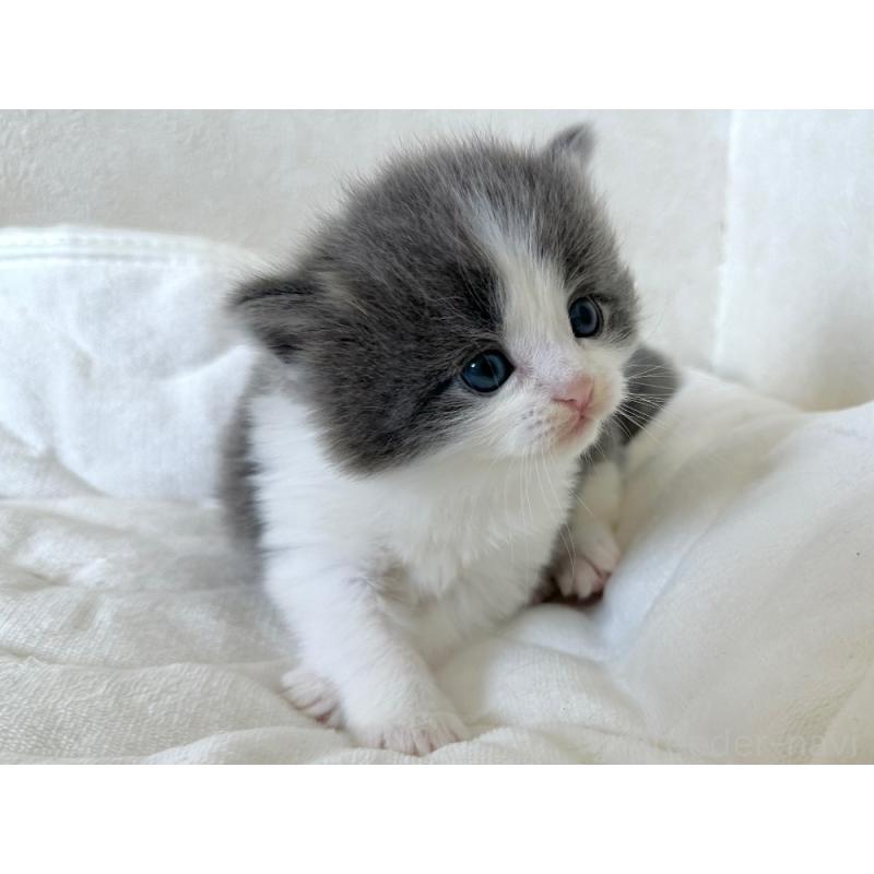 販売中の千葉県のラガマフィン-133931の3枚目