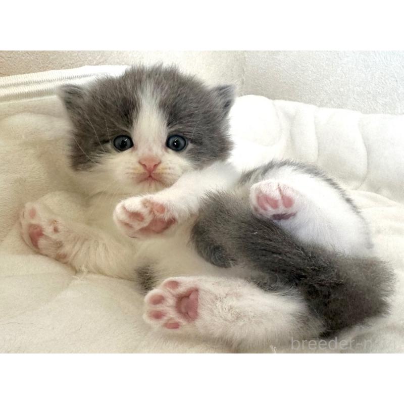 販売中の千葉県のラガマフィン-133931の2枚目