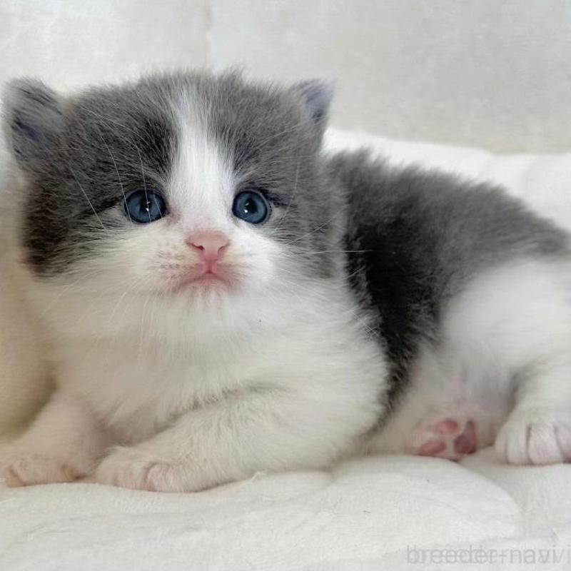 販売中の千葉県のラガマフィン-133931の1枚目