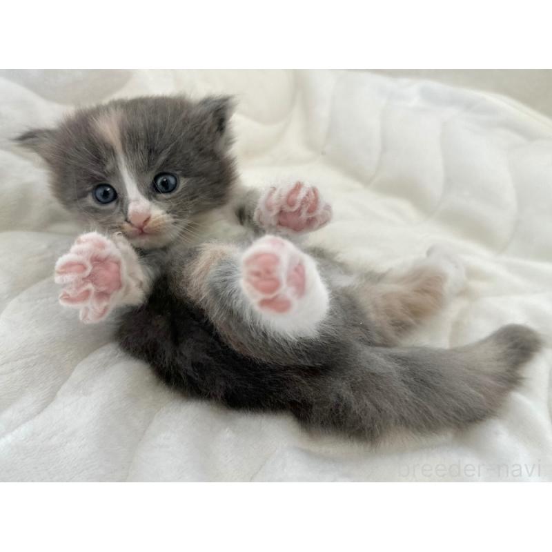 販売中の千葉県のラガマフィン-133932の6枚目