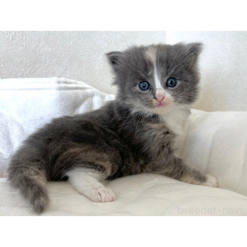 販売中の千葉県のラガマフィン-133932の5枚目