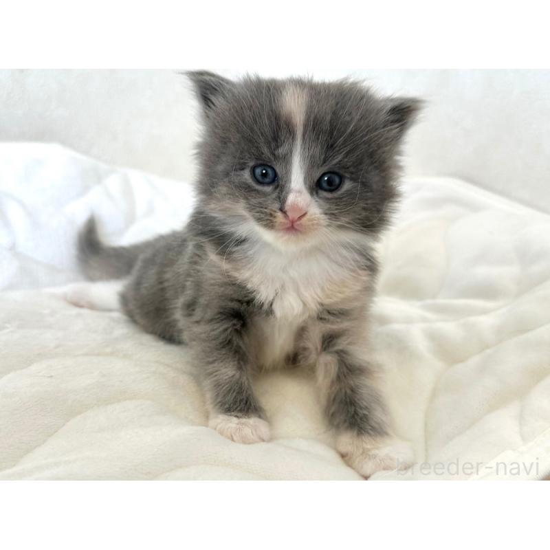 販売中の千葉県のラガマフィン-133932の4枚目