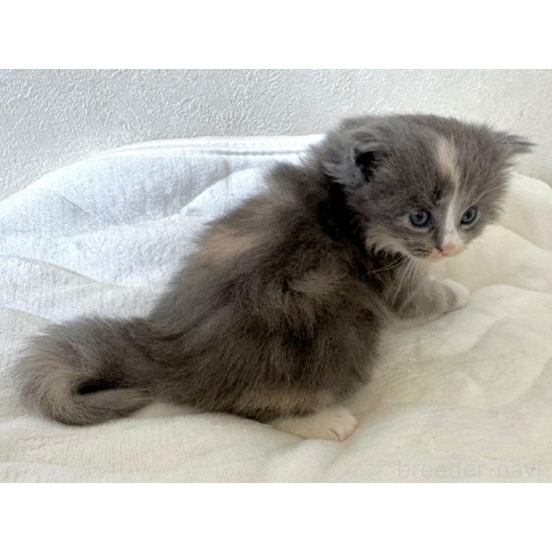 販売中の千葉県のラガマフィン-133932の3枚目