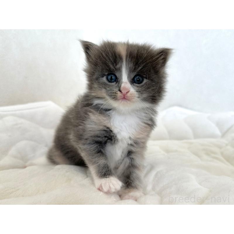 販売中の千葉県のラガマフィン-133932の2枚目