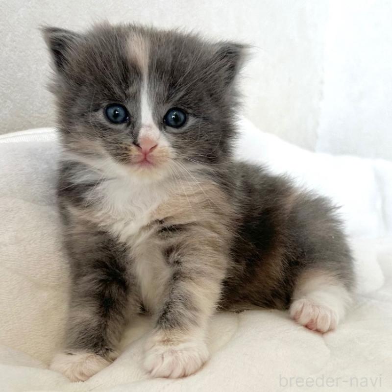 販売中の千葉県のラガマフィン-133932