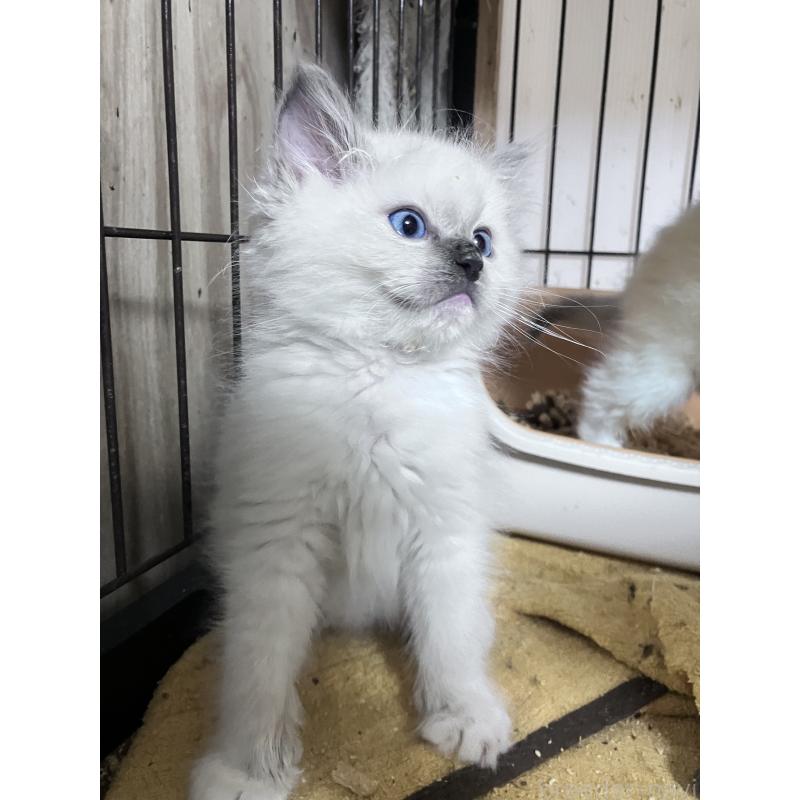 販売中の滋賀県のラグドール-133933の3枚目